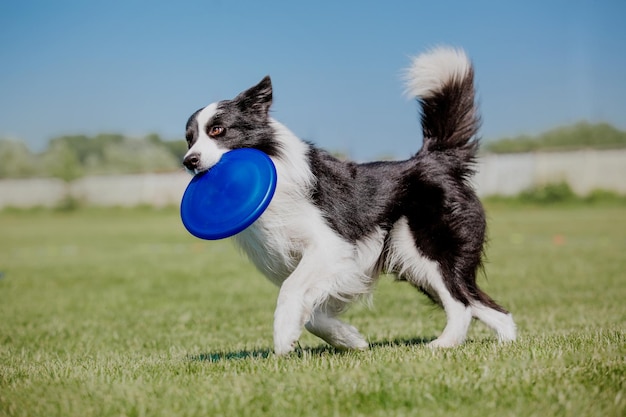 Dog frisbee Dog catching flying disk in jump pet playing outdoors in a park Sporting event achie