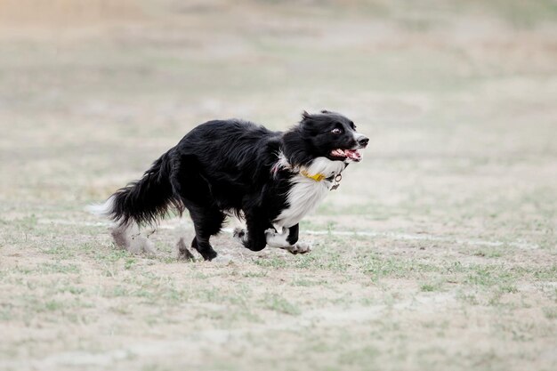 Dog frisbee Dog catching flying disk in jump pet playing outdoors in a park Sporting event achie