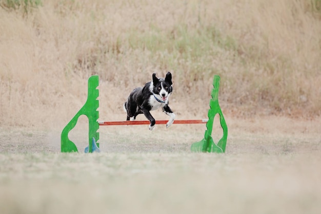 Dog frisbee Dog catching flying disk in jump pet playing outdoors in a park Sporting event achie