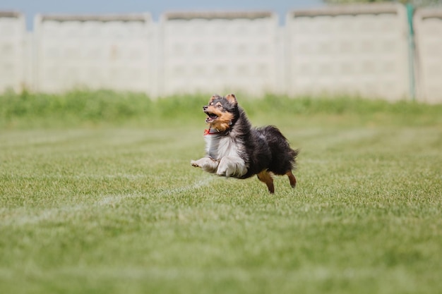 Dog frisbee Dog catching flying disk in jump pet playing outdoors in a park Sporting event achie