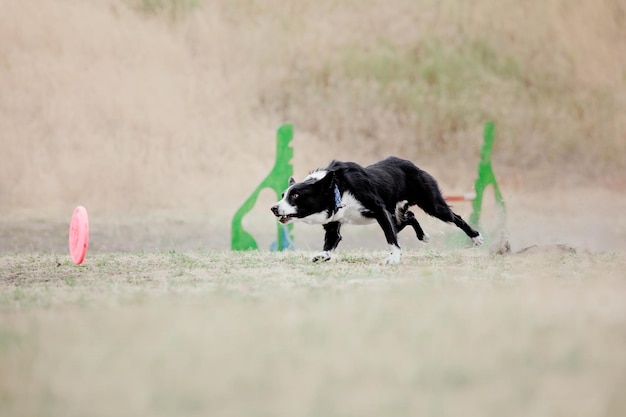 Dog frisbee Dog catching flying disk in jump pet playing outdoors in a park Sporting event achie