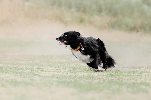 Dog frisbee Dog catching flying disk in jump pet playing outdoors in a park Sporting event achie