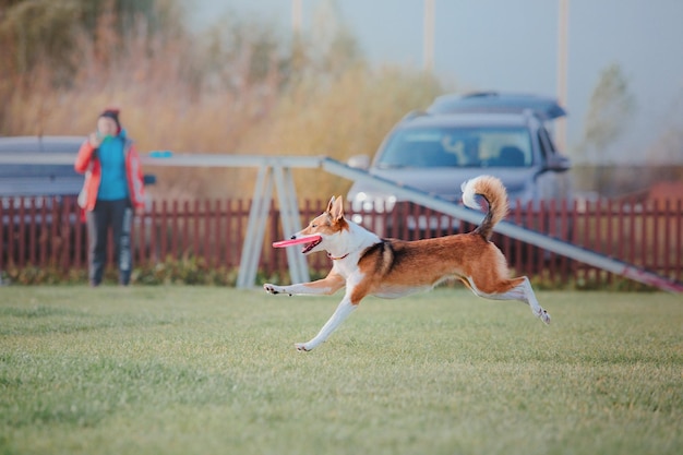 Dog frisbee Dog catching flying disk in jump pet playing outdoors in a park Sporting event achie