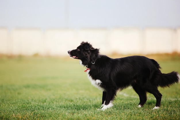 Dog frisbee Dog catching flying disk in jump pet playing outdoors in a park Sporting event achie