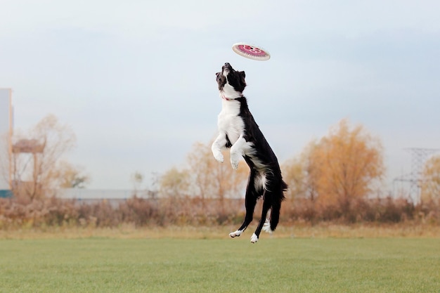 Dog frisbee Dog catching flying disk in jump pet playing outdoors in a park Sporting event achie