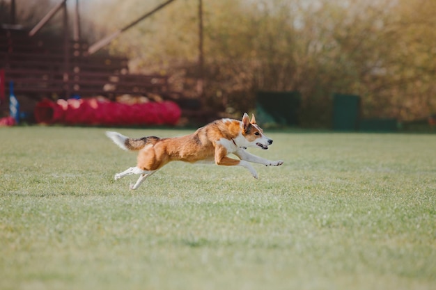 Dog frisbee Dog catching flying disk in jump pet playing outdoors in a park Sporting event achie