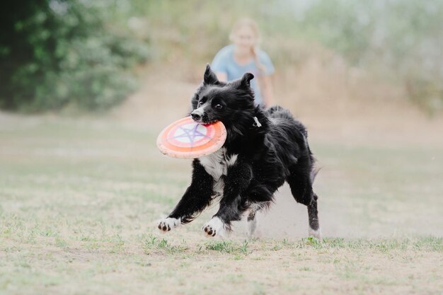 Dog frisbee Dog catching flying disk in jump pet playing outdoors in a park Sporting event achie