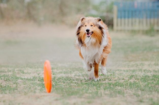 Dog frisbee Dog catching flying disk in jump pet playing outdoors in a park Sporting event achie