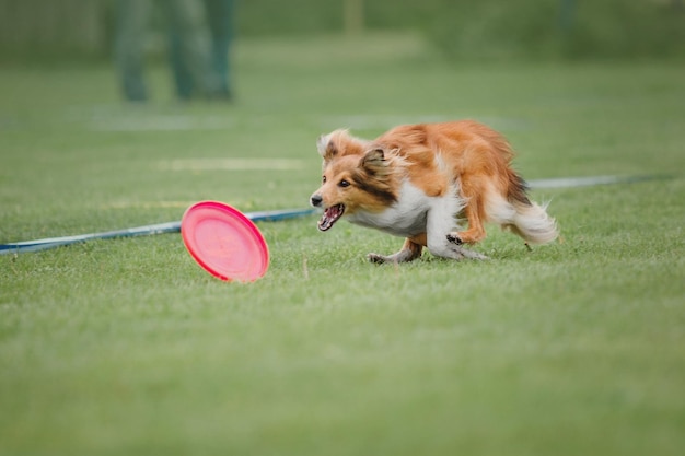 Dog frisbee. Dog catching flying disk in jump, pet playing outdoors in a park. Sporting event, achie