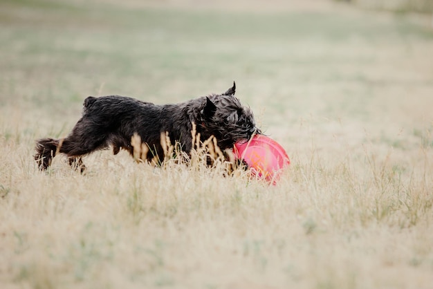 Dog frisbee. Dog catching flying disk in jump, pet playing outdoors in a park. Sporting event, achie