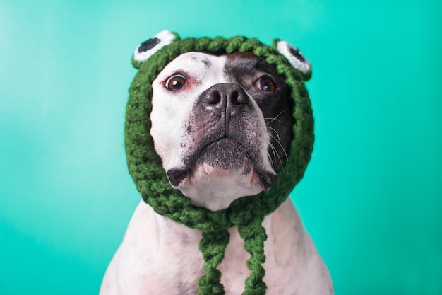 A dog in a funny frog hat Fashionable funny animal