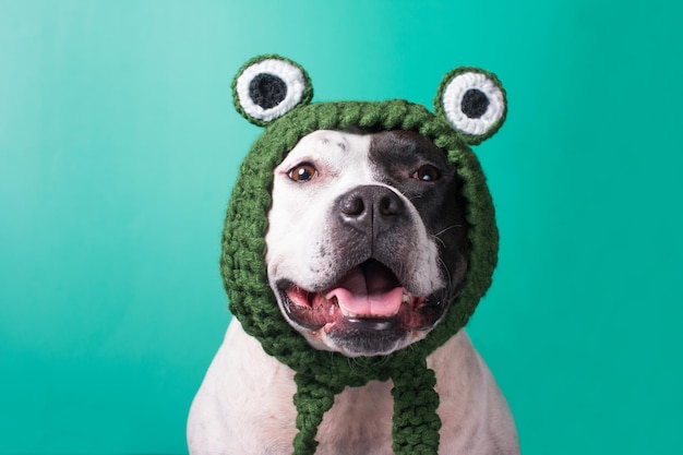 A dog in a funny frog hat Fashionable funny animal