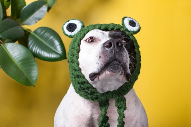 A dog in a funny frog hat Fashionable funny animal