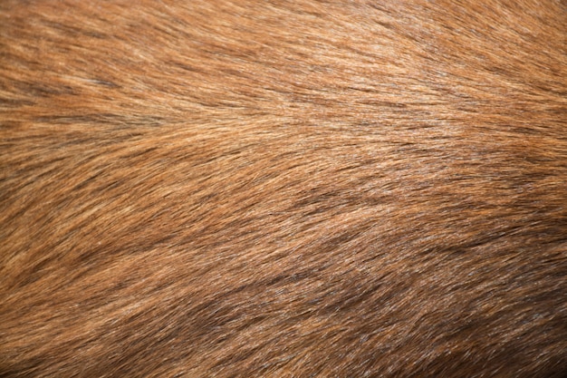 dog fur texture