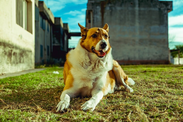 Dog in garden