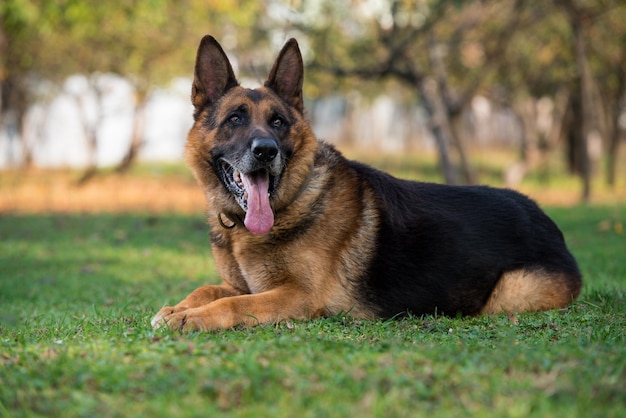 Dog German Shepherd Looking Into Camera