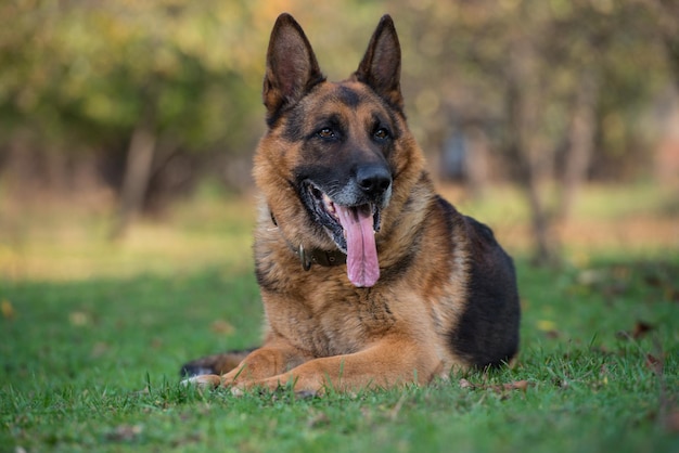 Dog German Shepherd Looking Into Camera