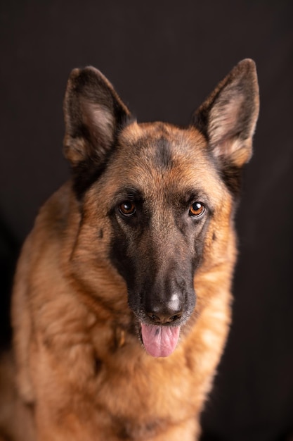 Dog german shepherd portrait deutscher Schaferhund dark background pets conceppt