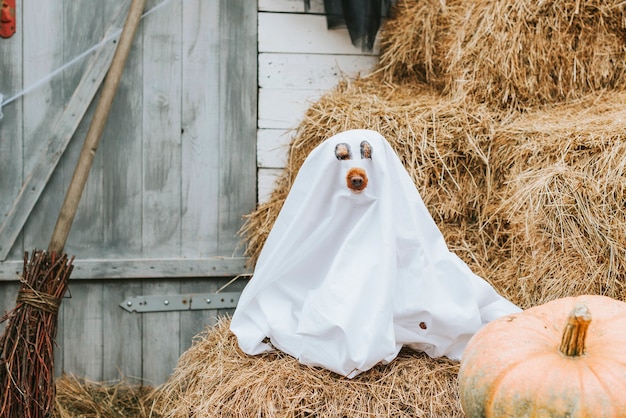 A dog in a ghost costume on the porch of a house decorated to celebrate a Halloween party