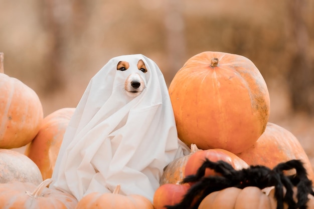 A dog in a ghost costume sits among pumpkins.