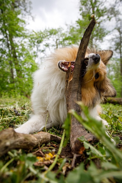 The dog gnaws the stick in a forest meadow