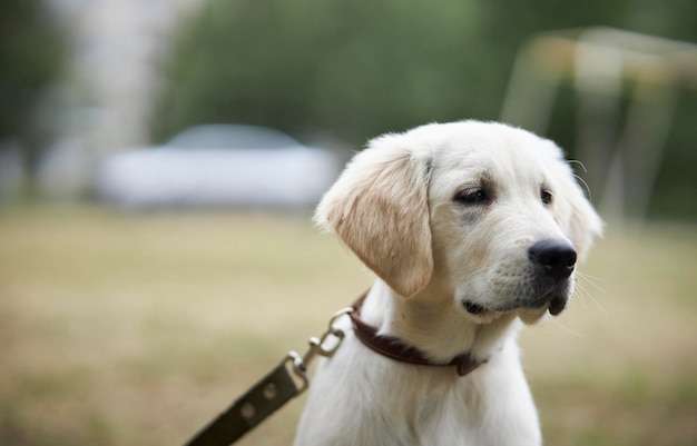 Dog golden retriever. A beautiful golden retriever puppy is sitting on the green grass