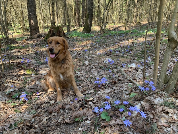 Dog golden retriever sits in the forest smiling in a clearing of snowdrops