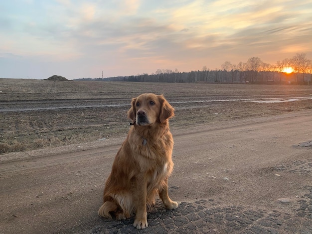 Dog golden retriever sits redhead at sunset in a field