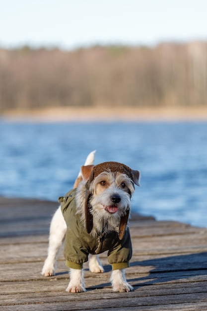 A dog in a green jacket and hat stands on a wooden bridge over the water Against the backdrop of the blue sea and forest Military concept