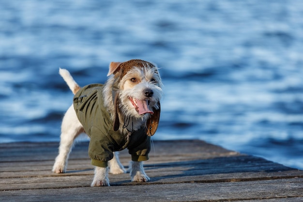 A dog in a green jacket and hat stands on a wooden bridge over the water