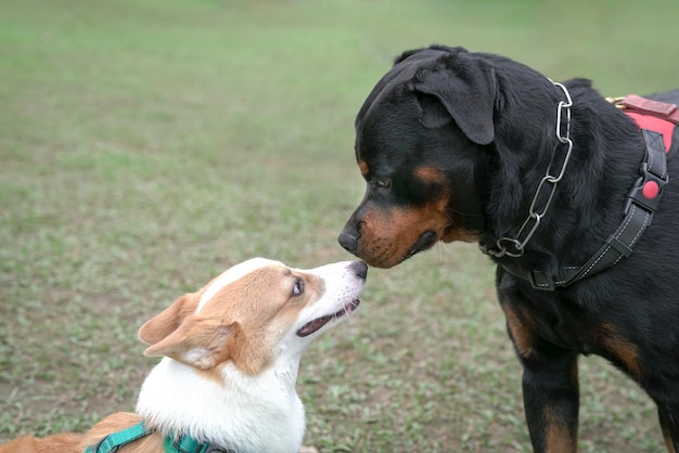 Dog greet dog Dog socializing concept