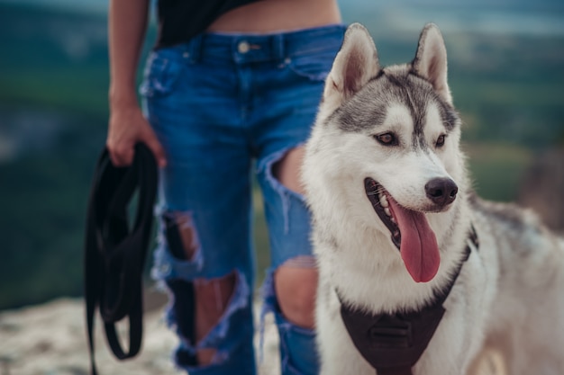 Dog grey and white husky in the mountains at sunset