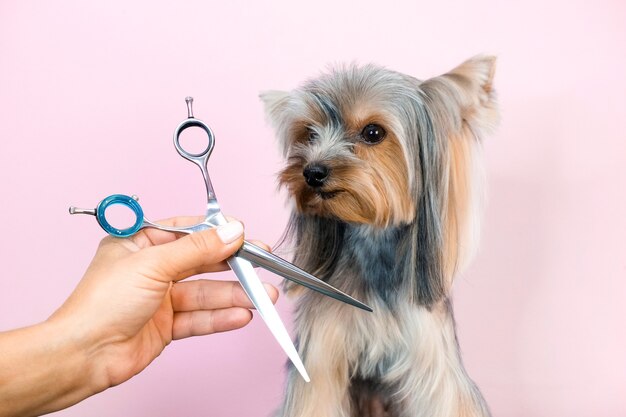 Photo dog in a grooming salon; haircut, scissors. pet gets beauty treatments in a dog beauty salon.