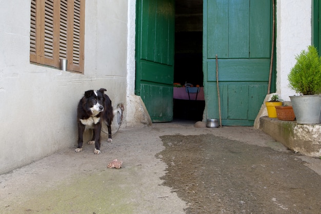 Dog guarding the entrance of the house