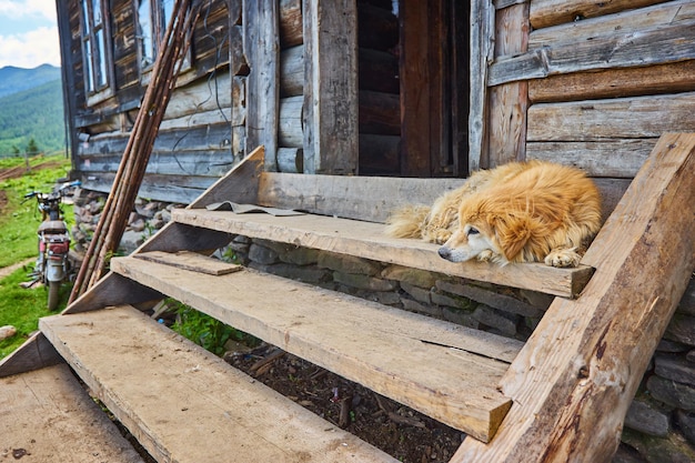 Dog guards a house