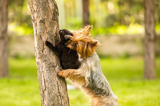 Dog has caught a kitten on a tree trunk and holding it