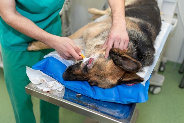 A dog having a checkup in his eyes shaved by a veterinarian