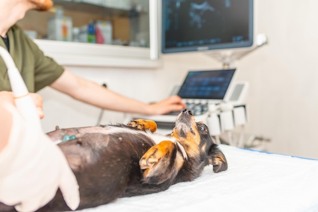 Photo dog having ultrasound scan in vet officelittle dog mixed breed in veterinary clinic