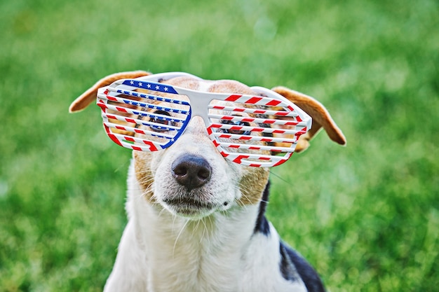 Dog head in big glasses with USA American flag print close up portrait on green grass. Celebration of Independence day, 4th July, Memorial Day, American Flag Day, Labor day party event