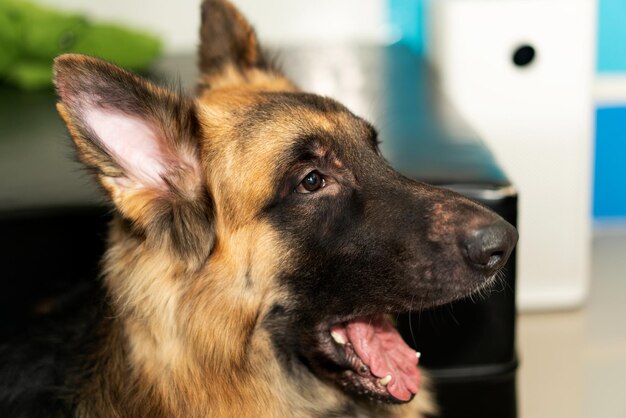 Dog head lying down on sofa in living room with love owner