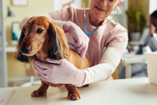 Dog at Health Check Up