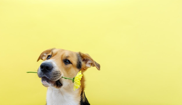 A dog holding a flower chrysanthemum in its teeth on the yellow or illuminating background