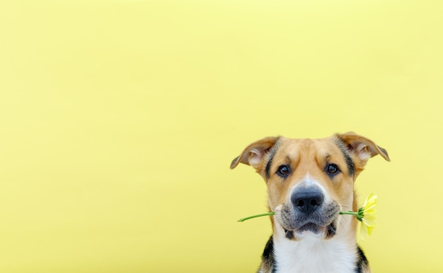 A dog holding a flower chrysanthemum in its teeth on the yellow or illuminating background