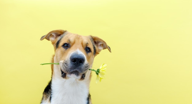 A dog holding a flower chrysanthemum in its teeth on the yellow or illuminating background