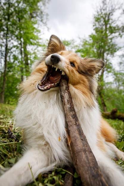 Dog holding a stick in the forest