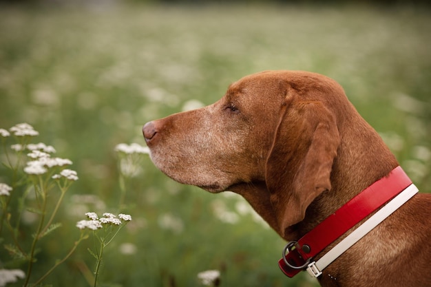 A dog of the hungarian Vizsla breed enjoys life in a green meadow covered with white flowers