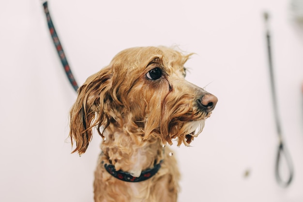 The dog is delighted Caring for family friends