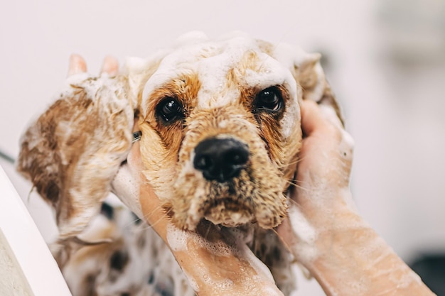 The dog is delighted Caring for family friends