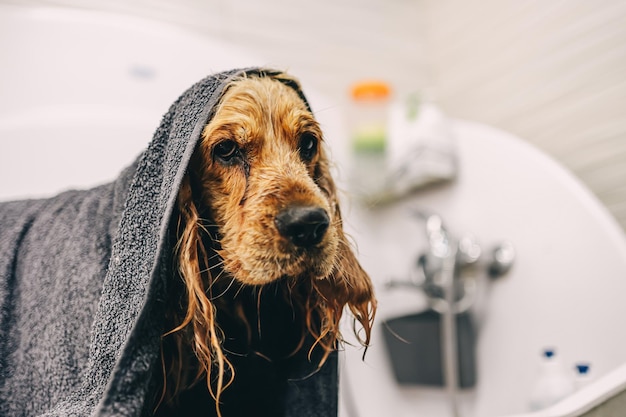 The dog is delighted Caring for family friends