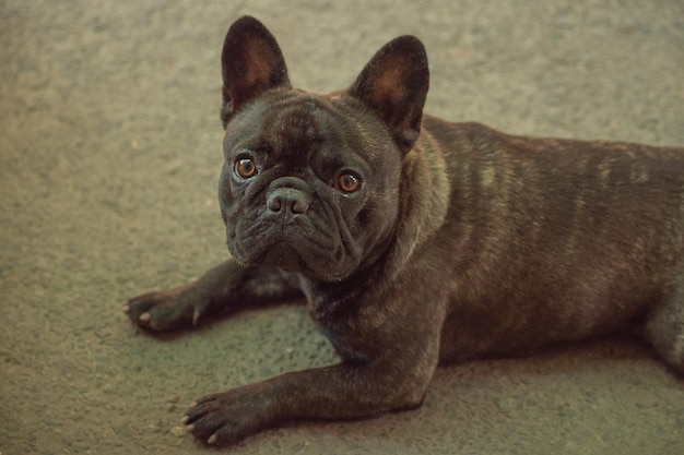 The dog is a French bulldog the color is black and brindle Beautiful French bulldog puppy